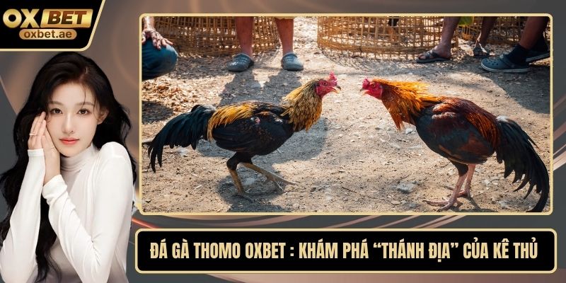 Đá gà Thomo