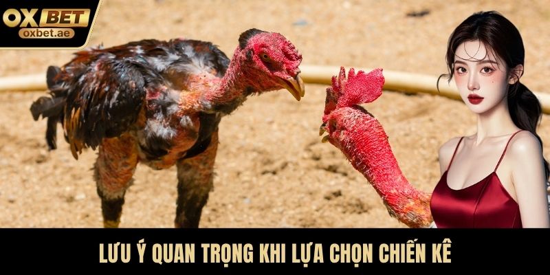 Lưu ý quan trọng khi lựa chọn chiến kê